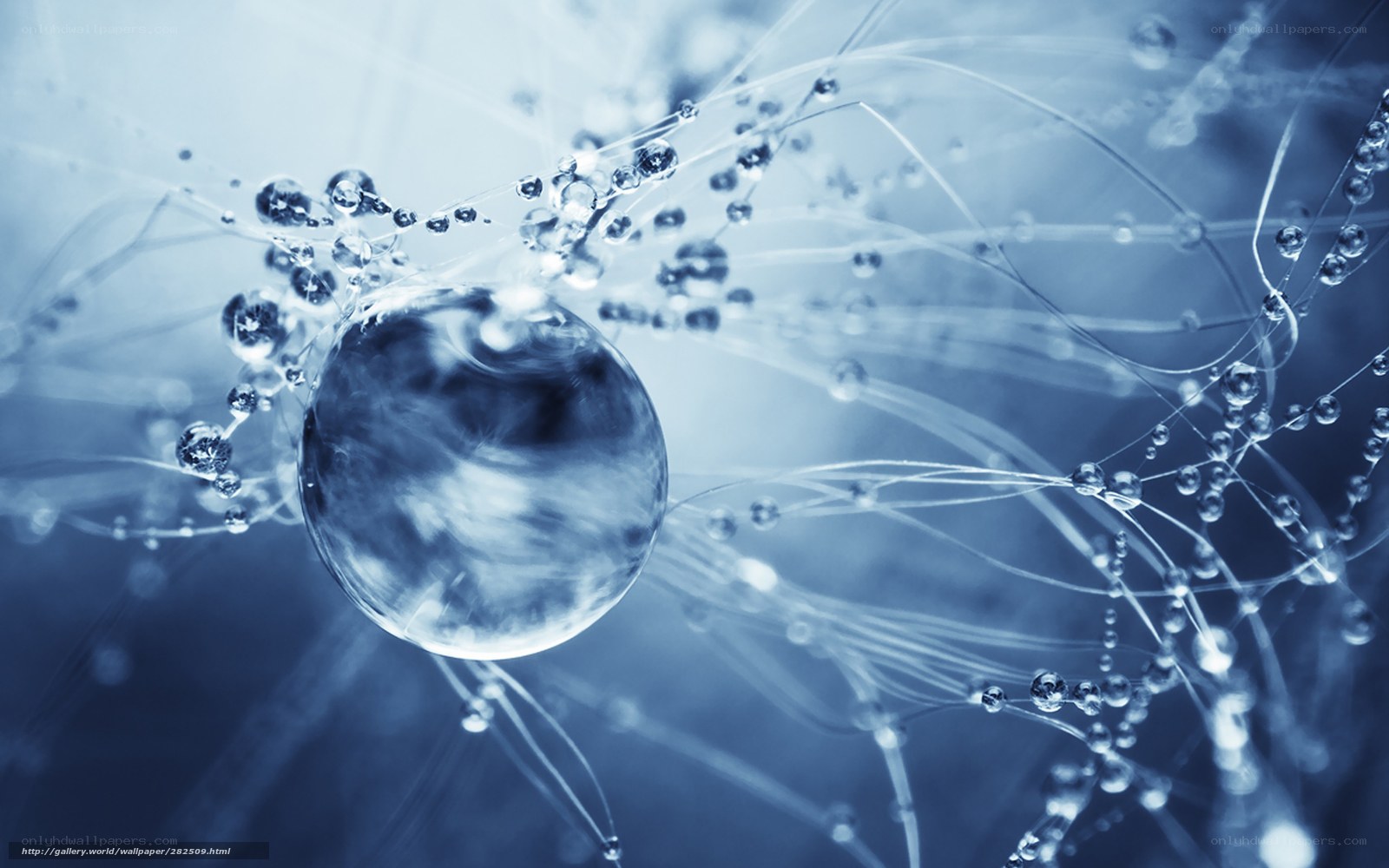 Water droplet on web