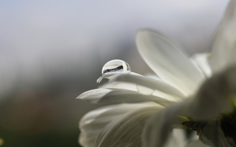 Water droplet on white flower