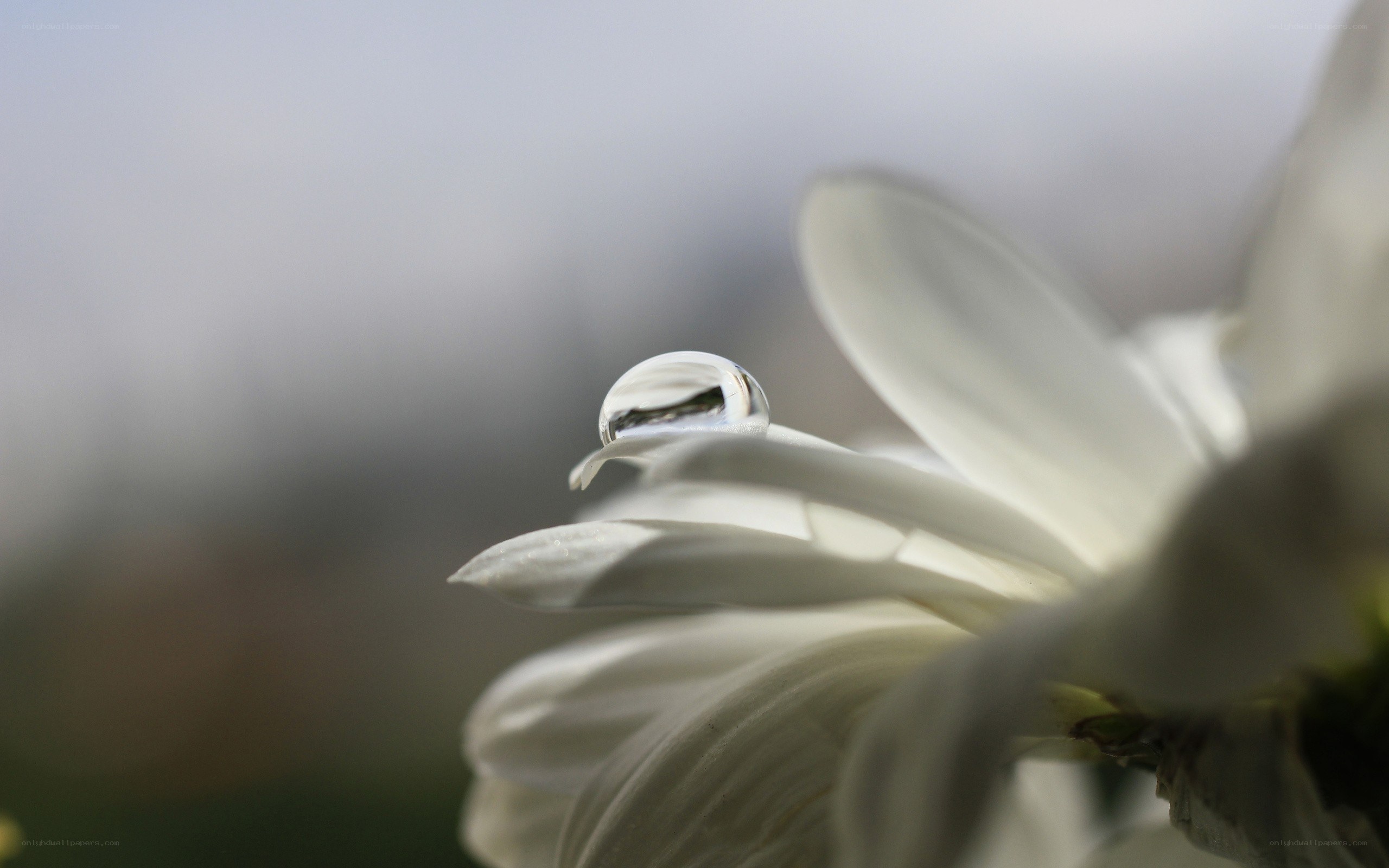Water droplet on white flower