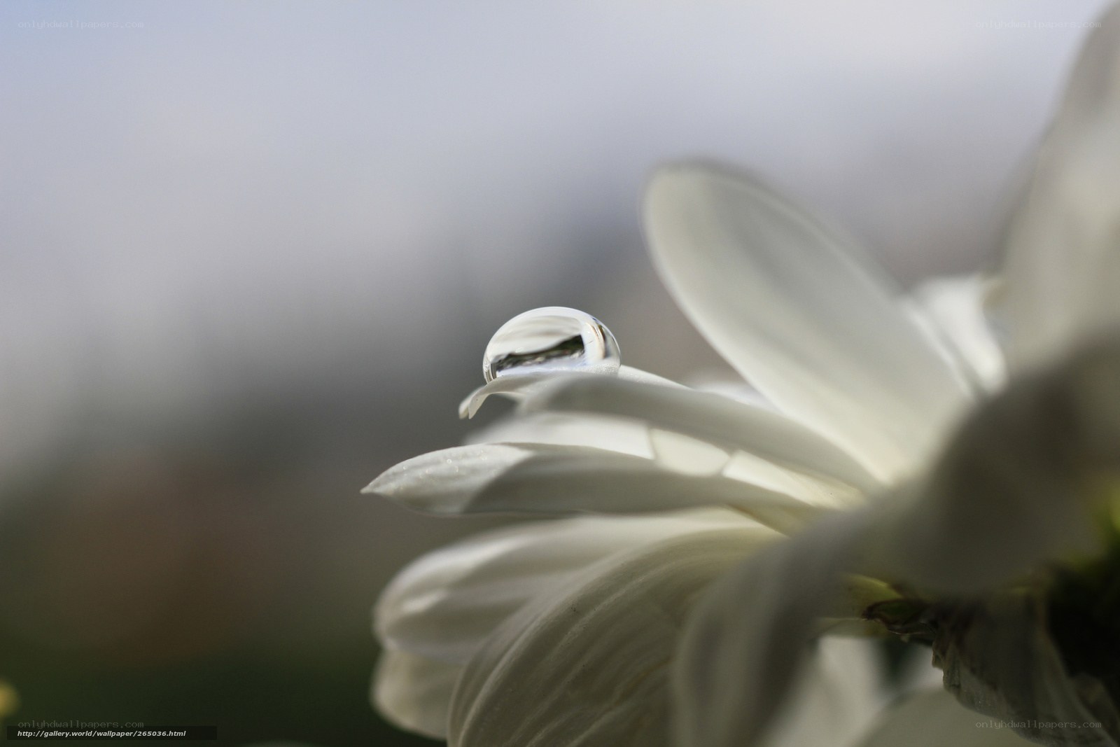 Water droplet on white flower