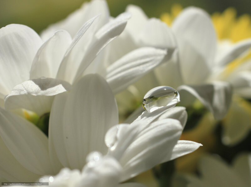 Water droplet on white flower