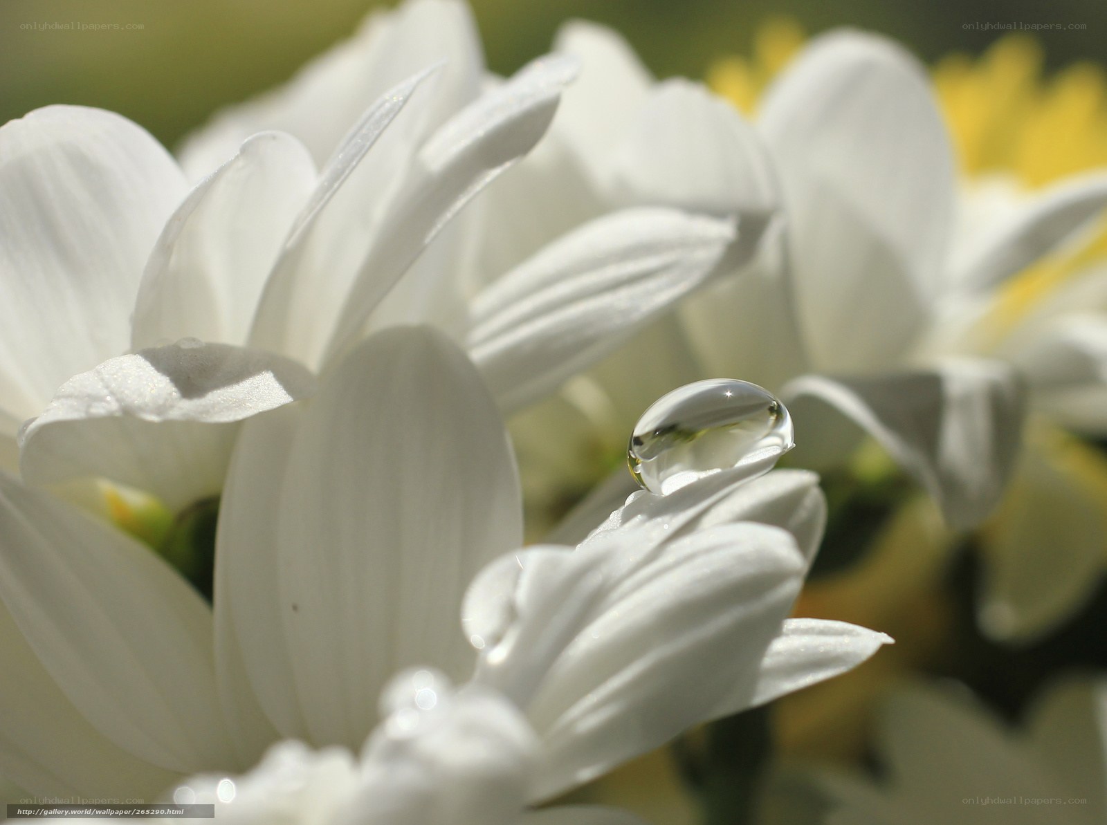 Water droplet on white flower