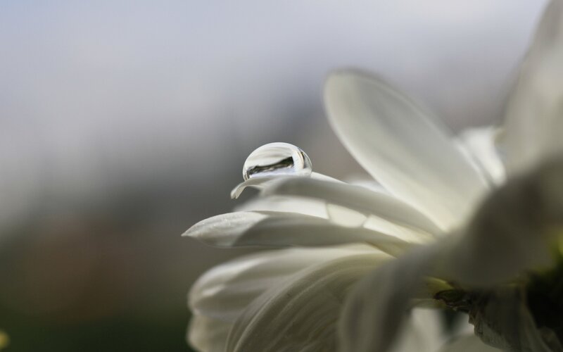 Water droplet on white flower