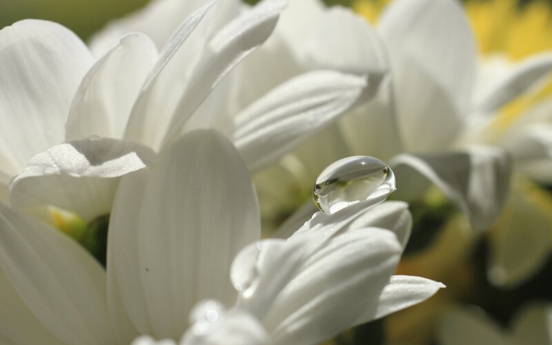 Water droplet on white flower