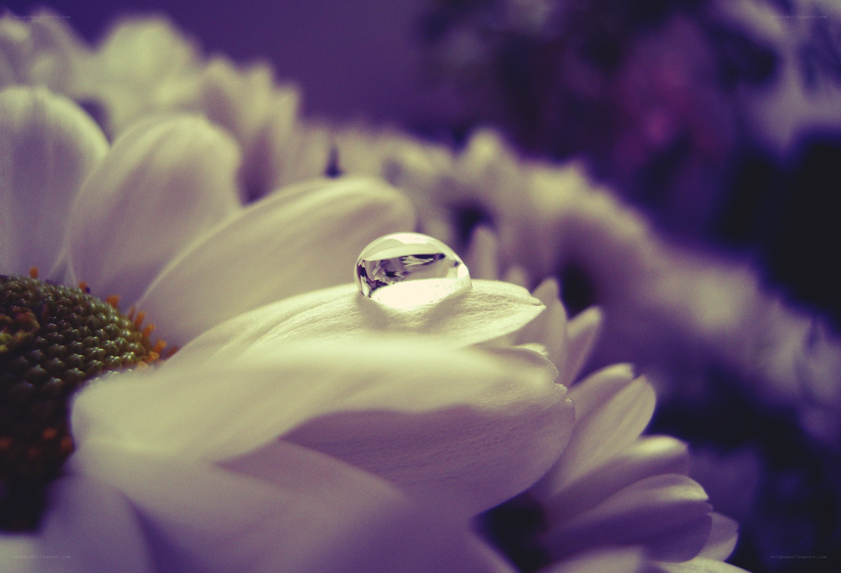Water droplet on white flower