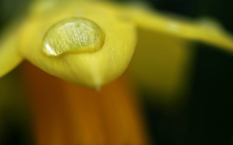 Water droplet on yellow flower