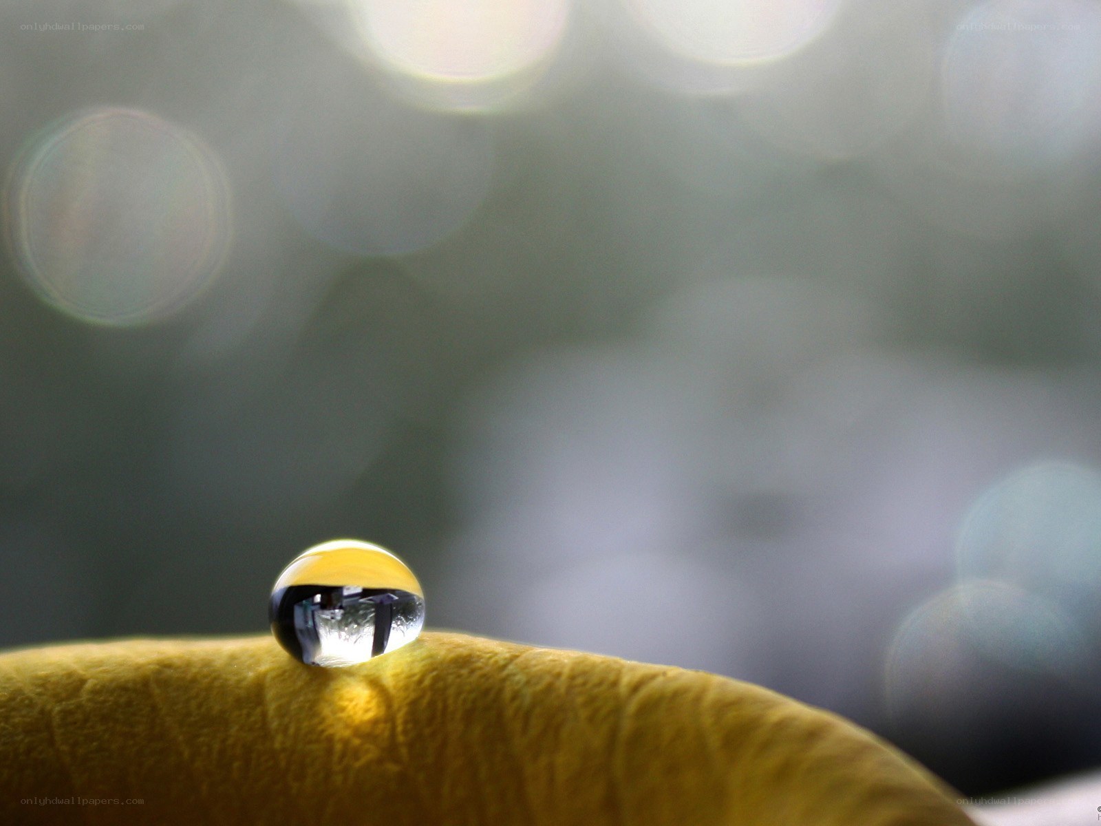 Water droplet on yellow leaf