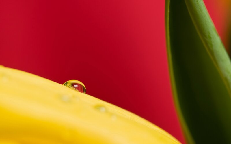 Water droplet on yellow petal