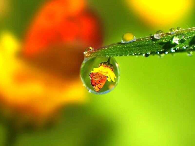 Water droplet with flower reflection