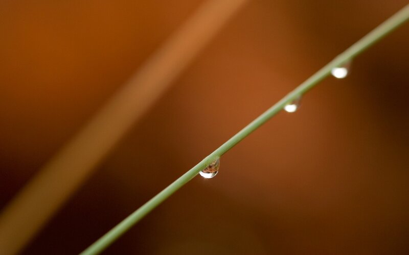 Water droplets on a blade of grass
