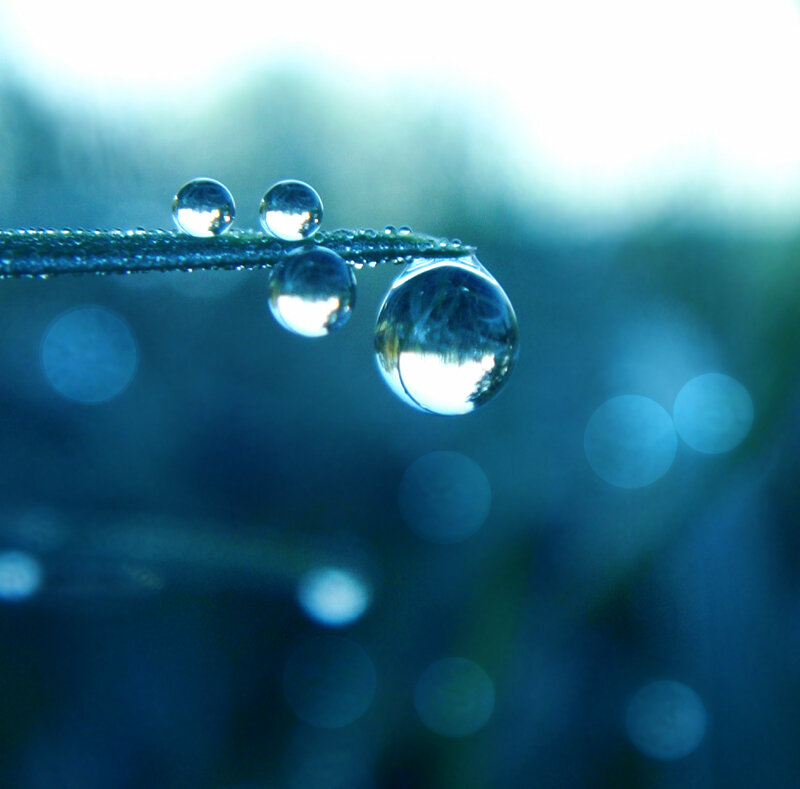 Water droplets on a blade of grass