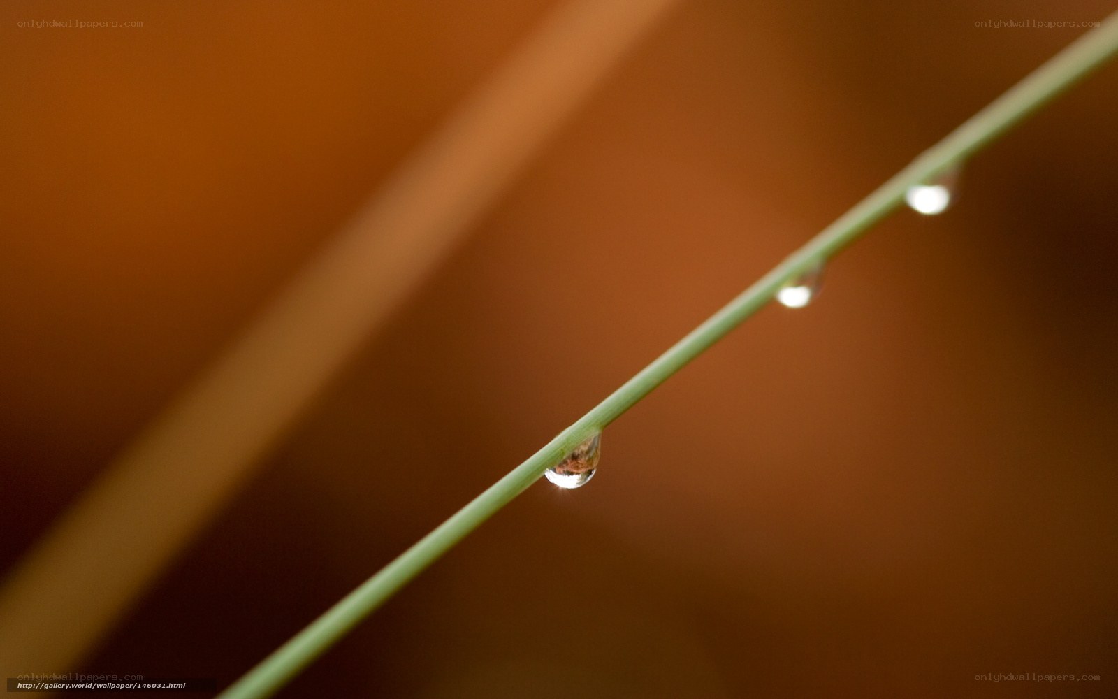 Water droplets on a blade of grass