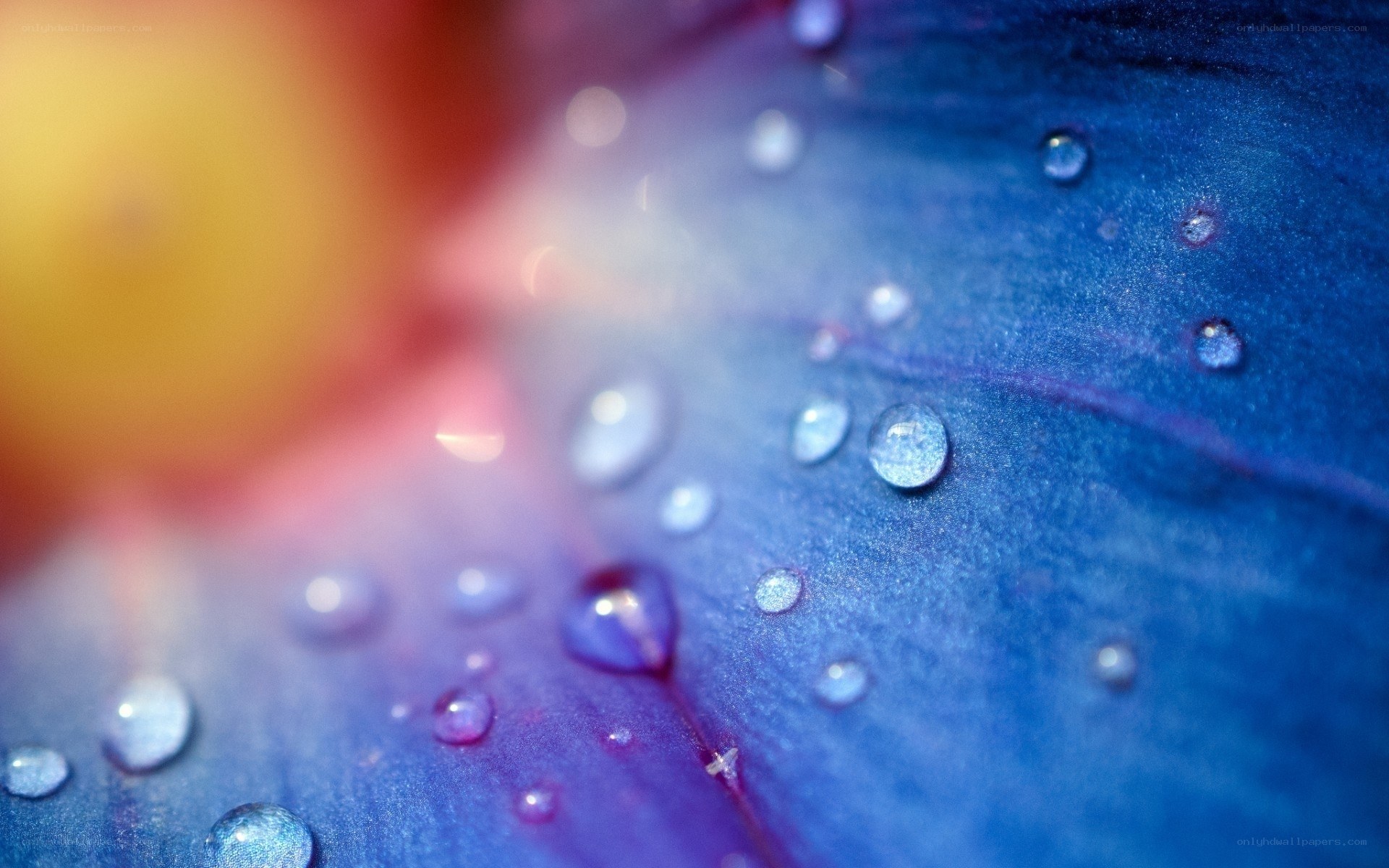 Water droplets on a blue flower