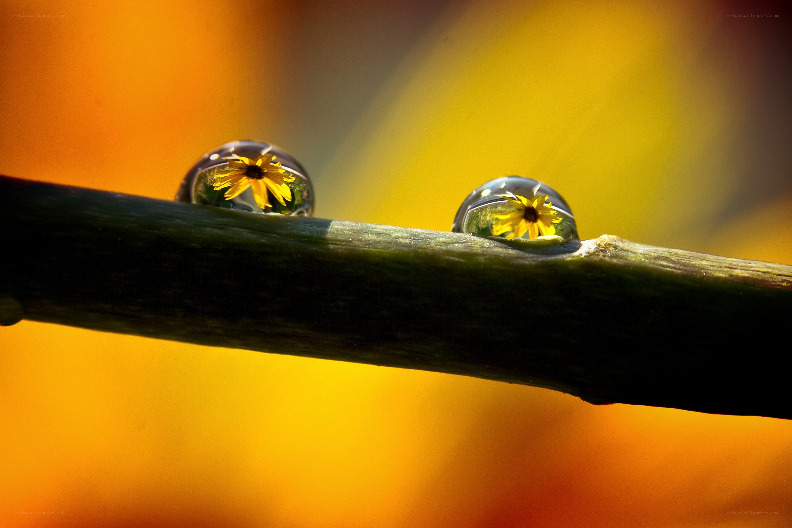 Water droplets on a branch