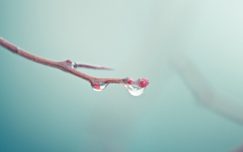 Water droplets on a branch