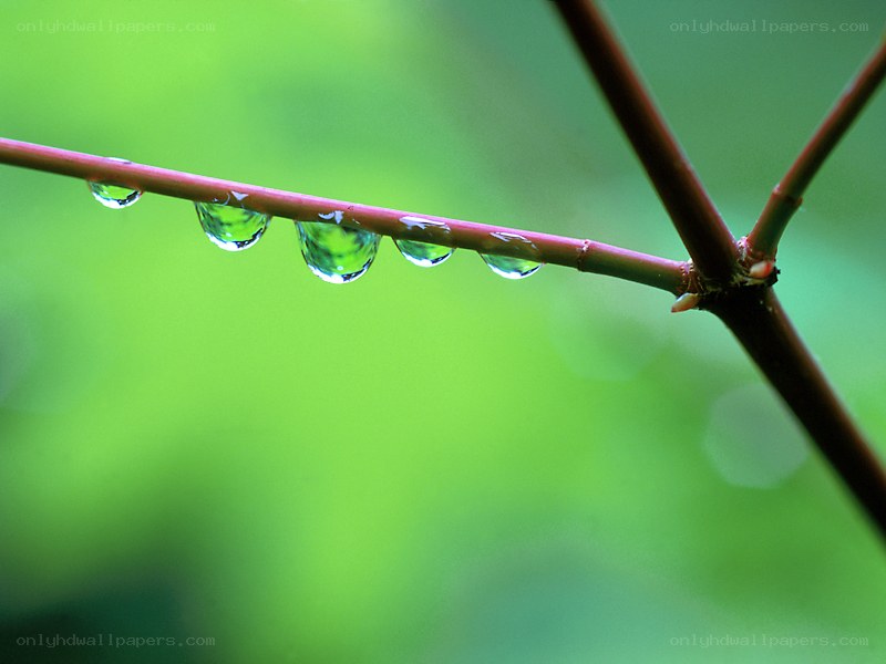 Water droplets on a branch
