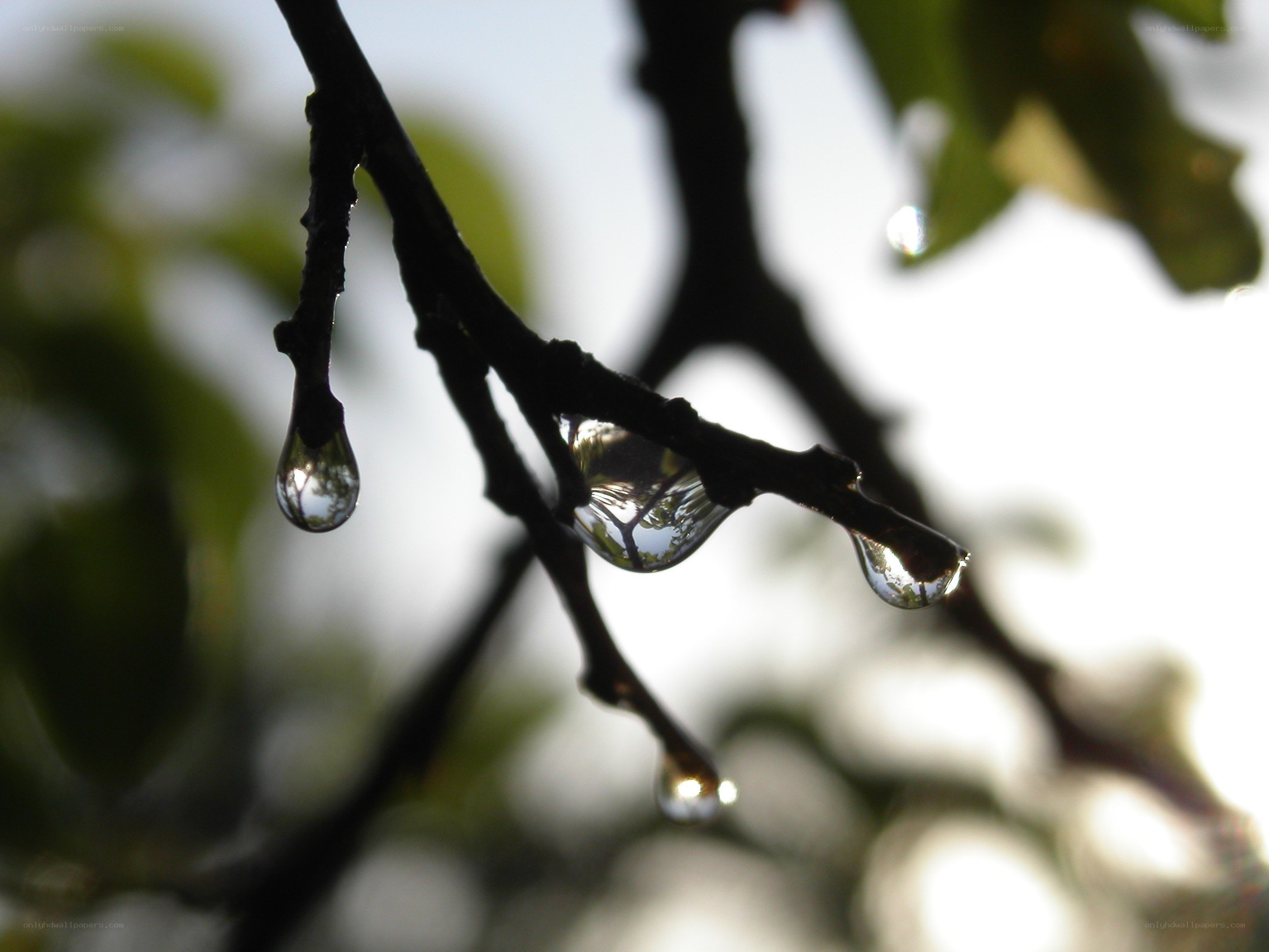Water droplets on a branch