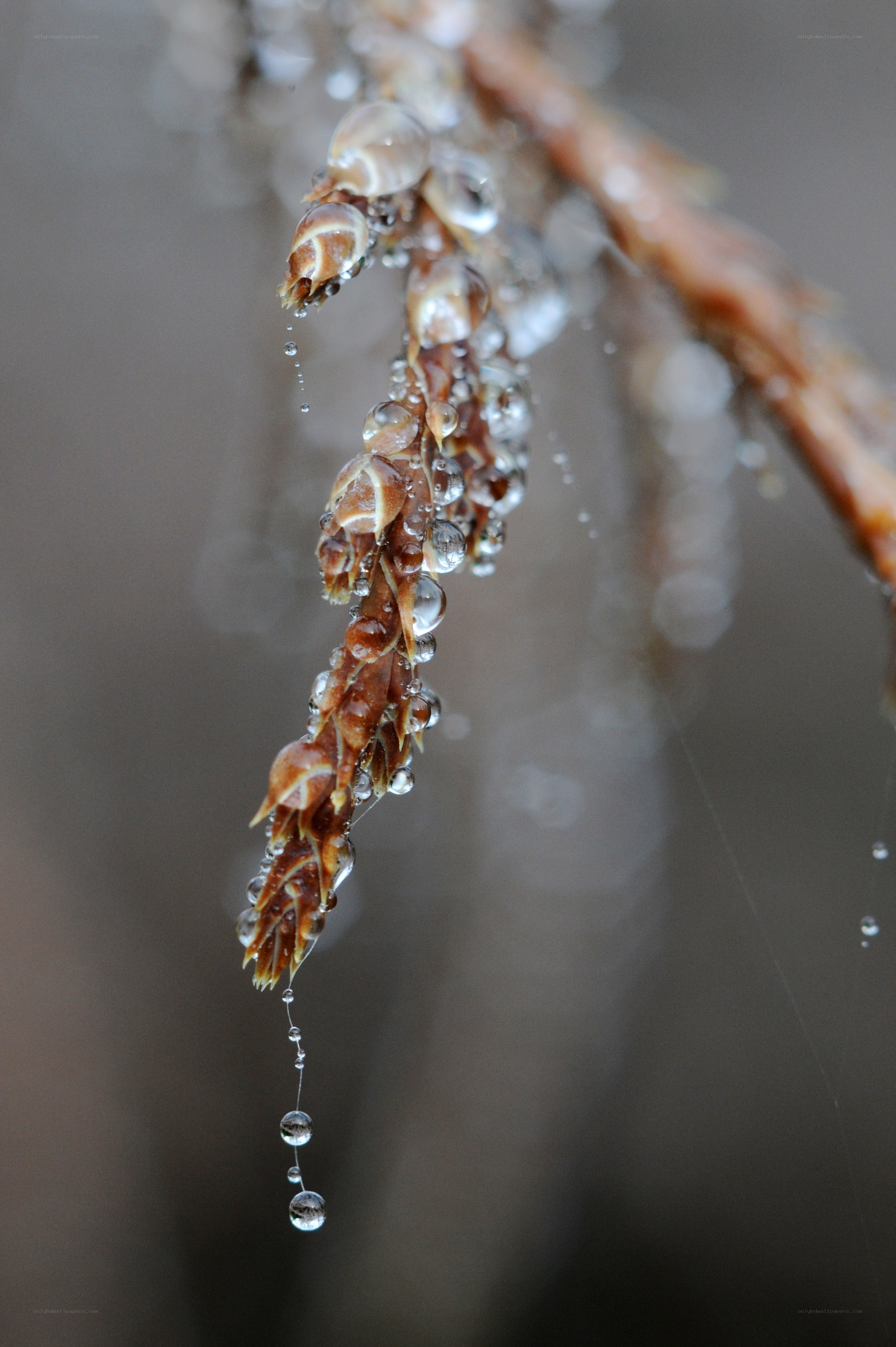 Water droplets on a branch