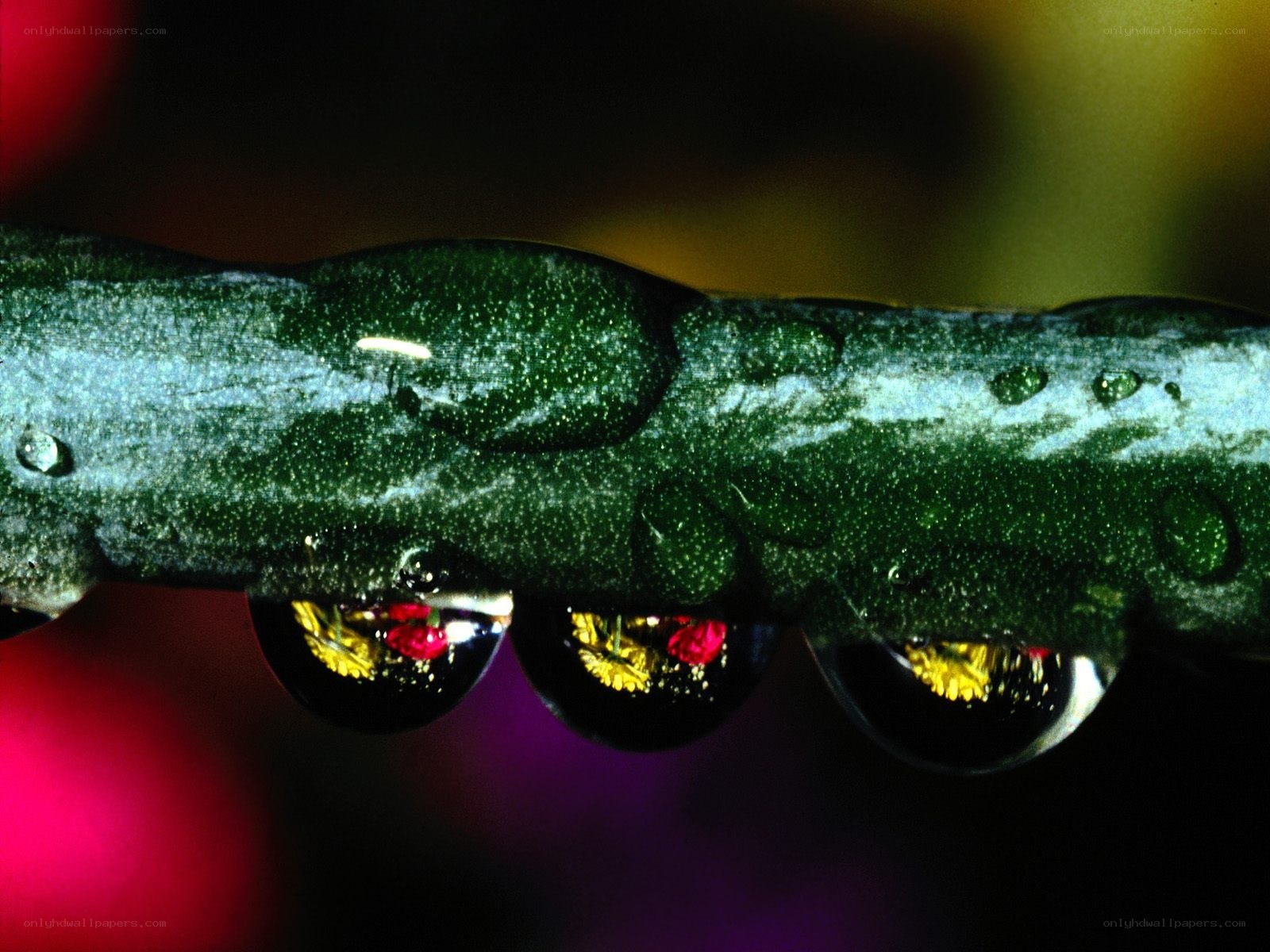 Water droplets on a branch