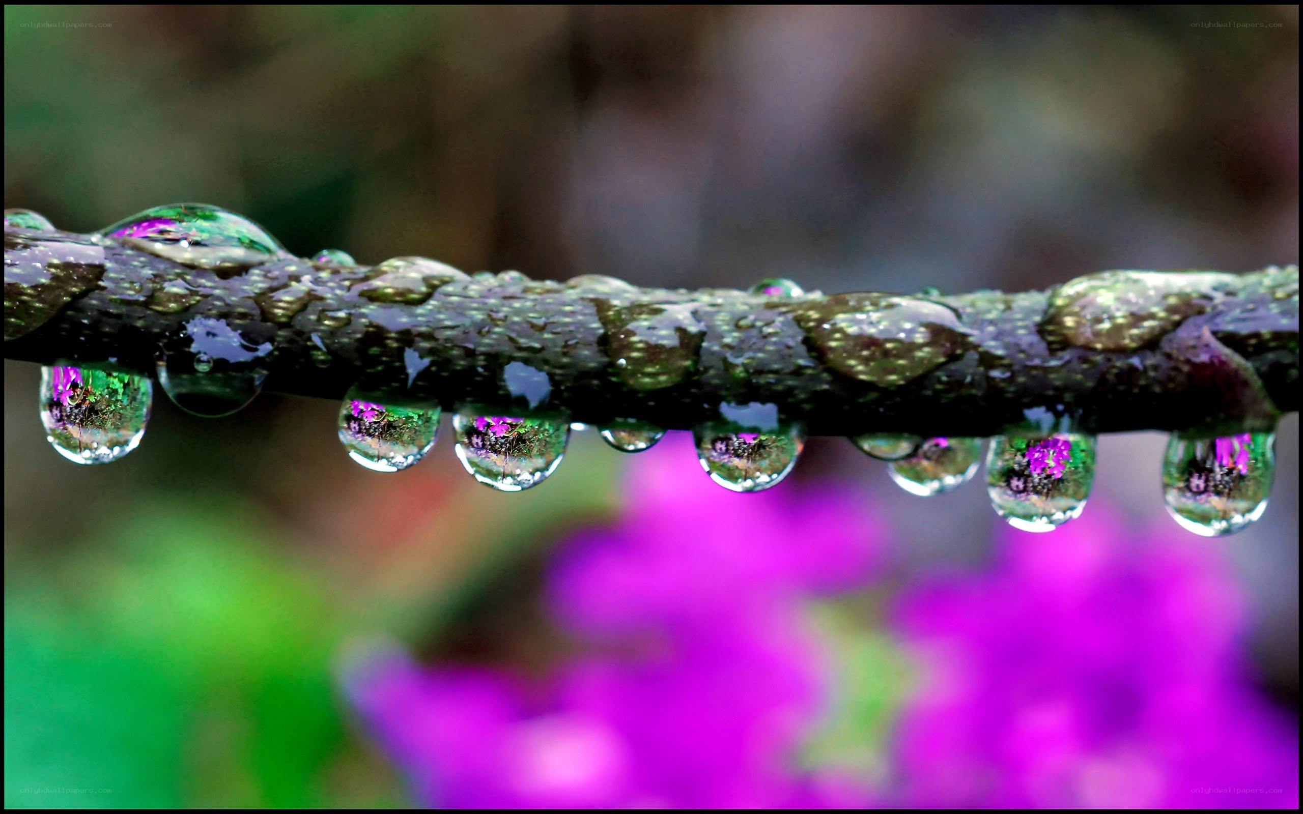 Water droplets on a branch
