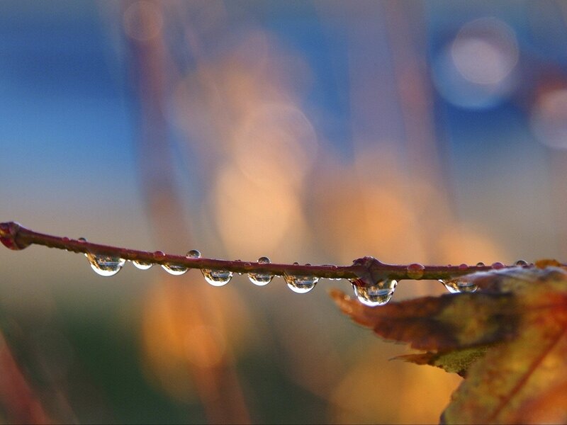 Water Droplets on a Branch — Blue