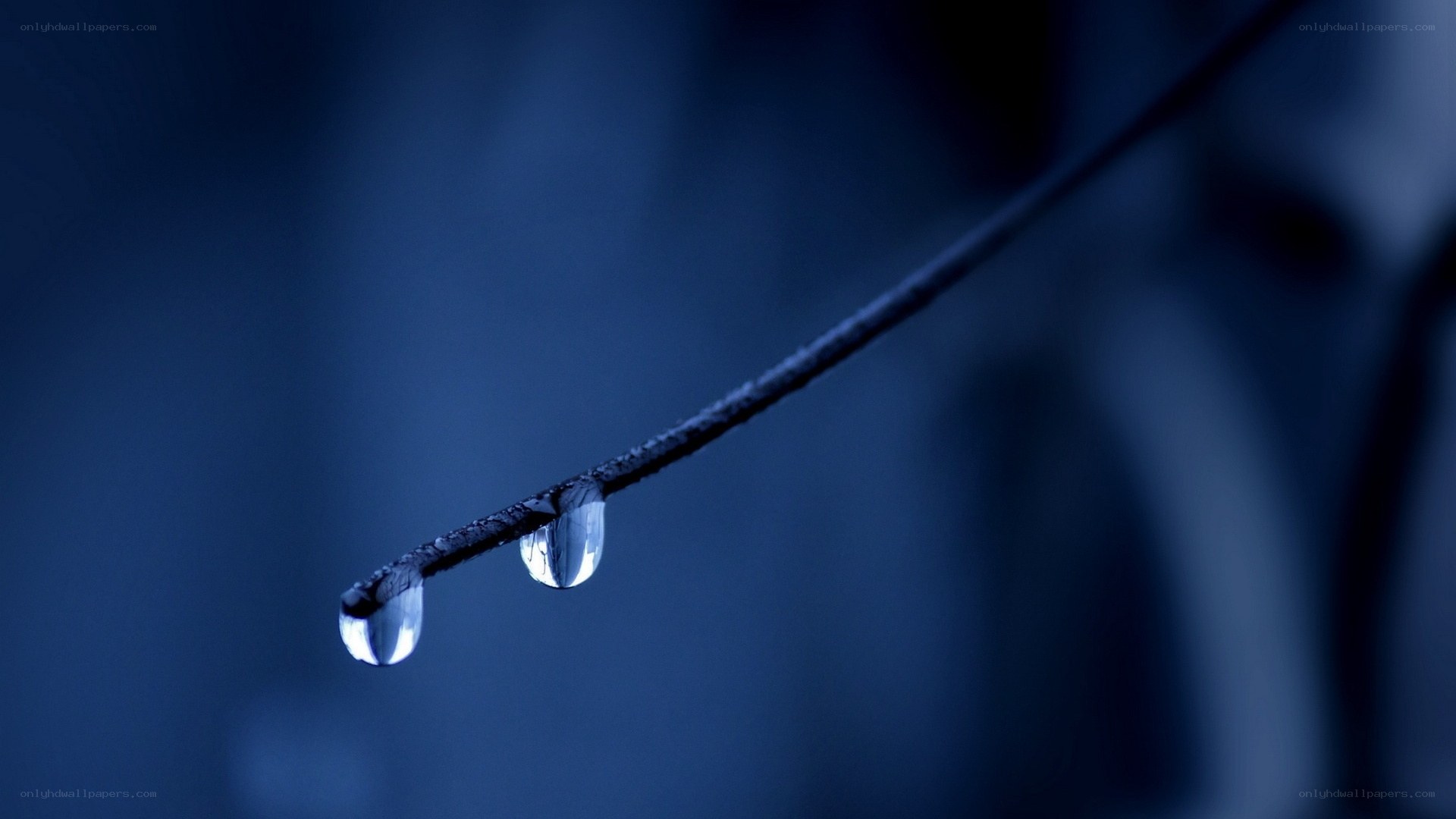 Water droplets on a branch