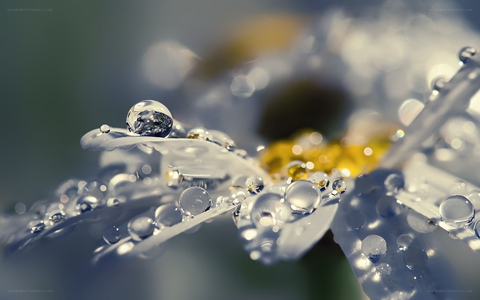 Water droplets on a daisy