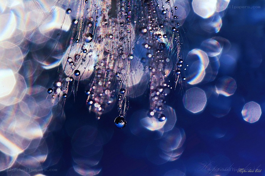 Water droplets on a dandelion