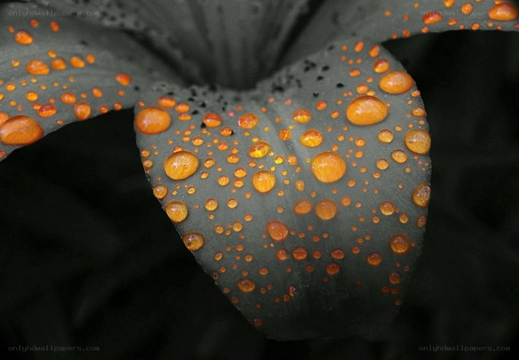 Water droplets on a dark leaf