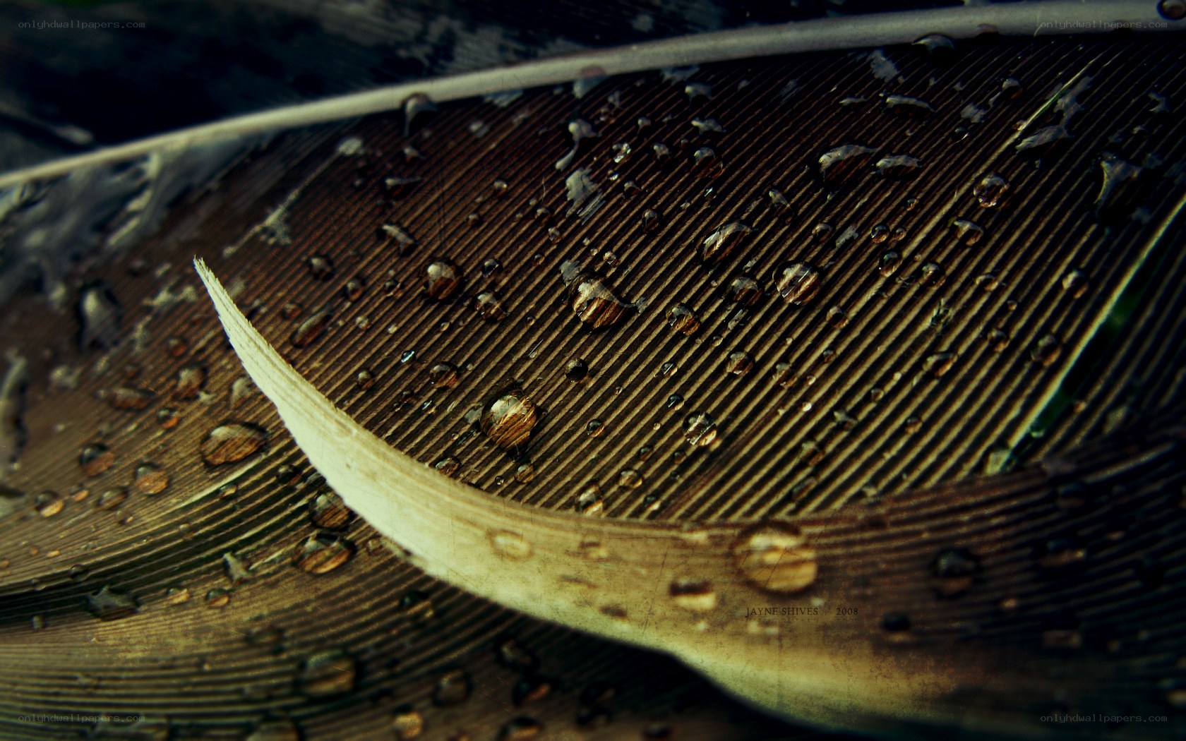 Water droplets on a feather