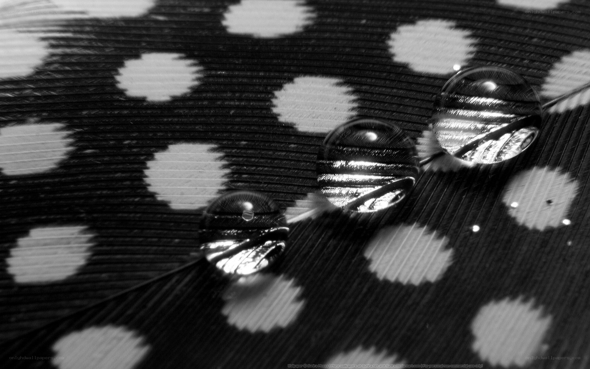 Water droplets on a feather