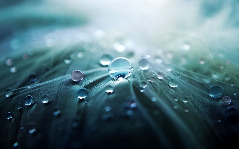 Water droplets on a feather