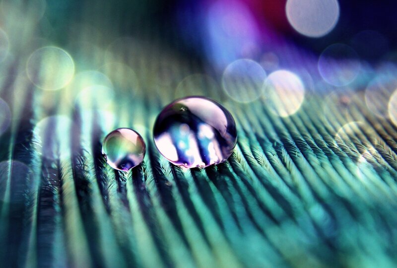 Water droplets on a feather
