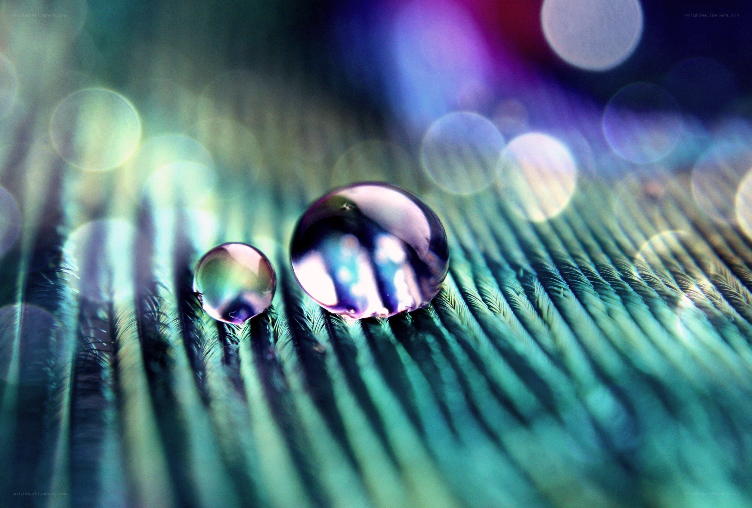 Water droplets on a feather