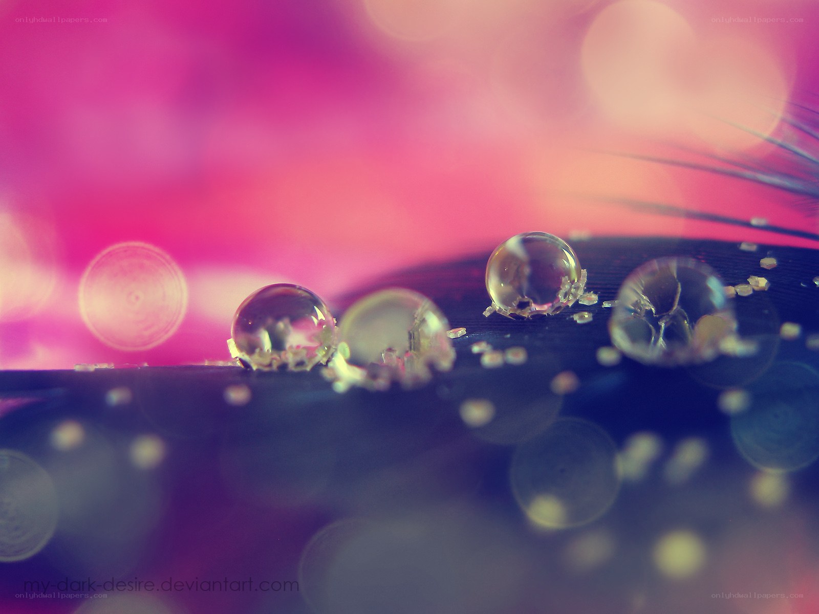 Water droplets on a feather
