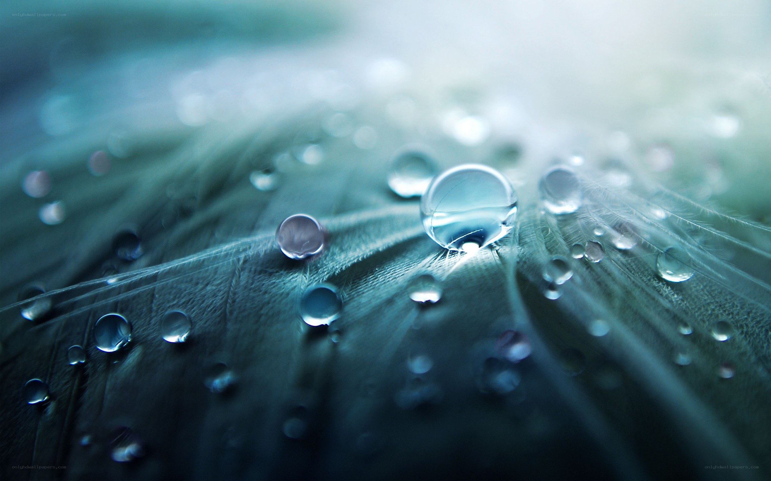 Water droplets on a feather