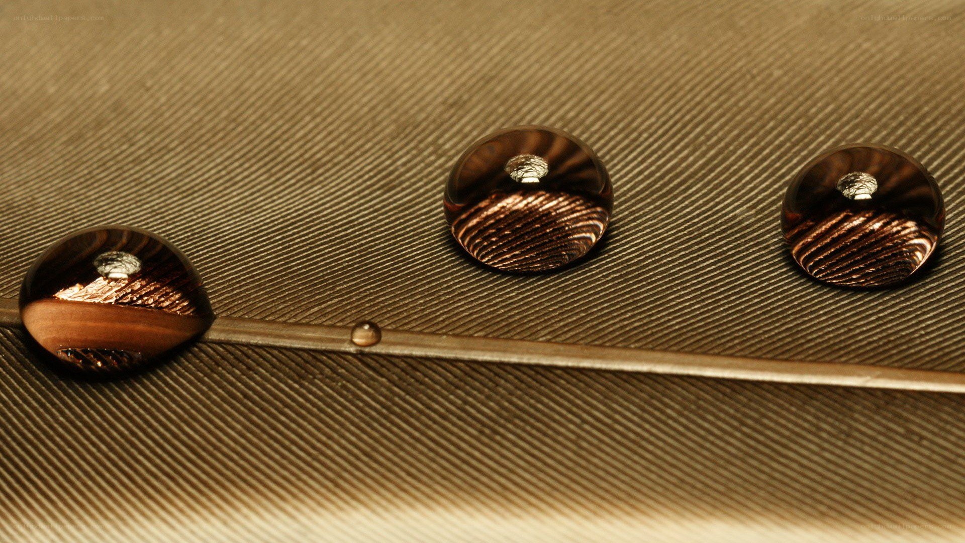 Water droplets on a feather