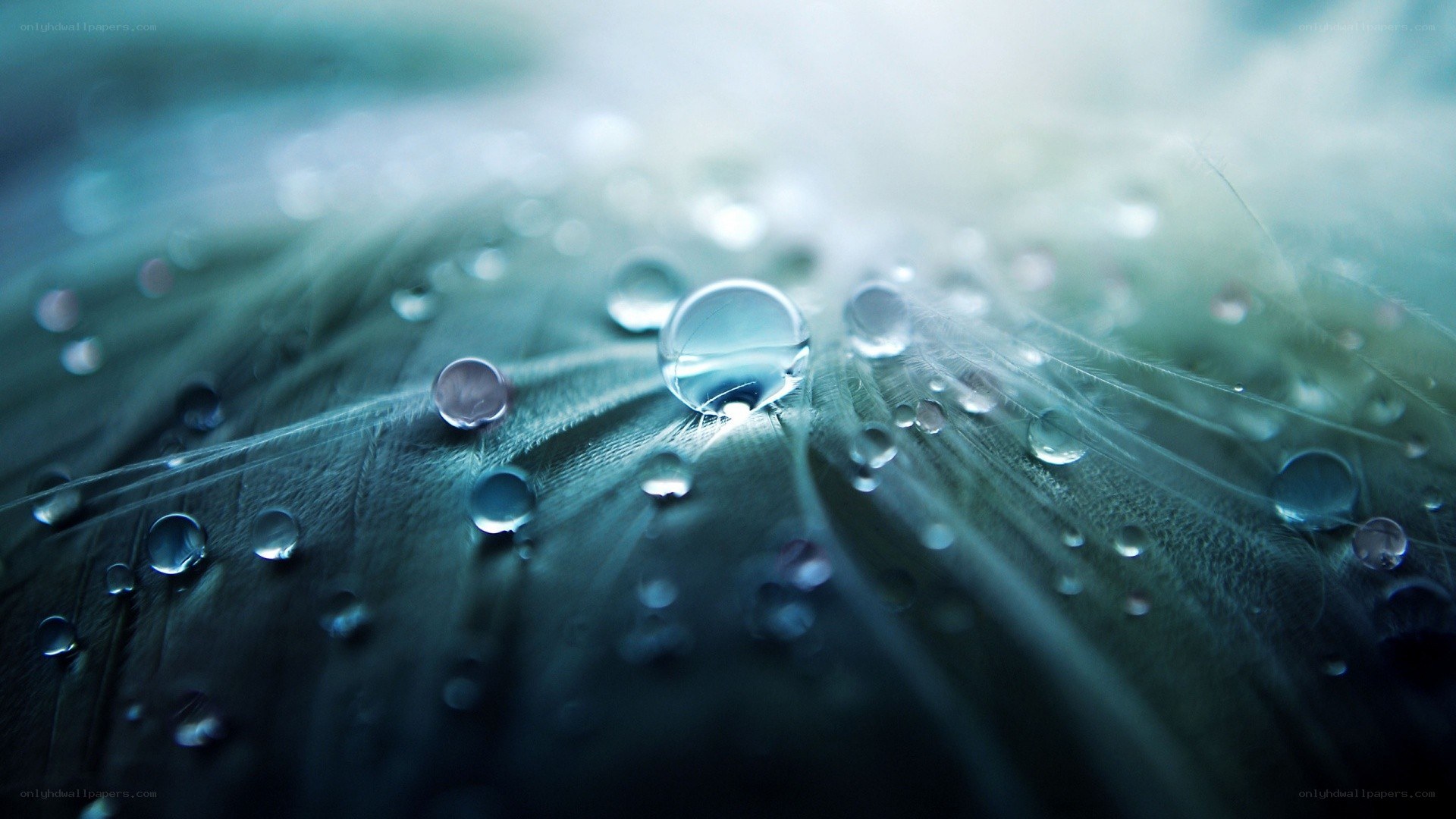 Water droplets on a feather