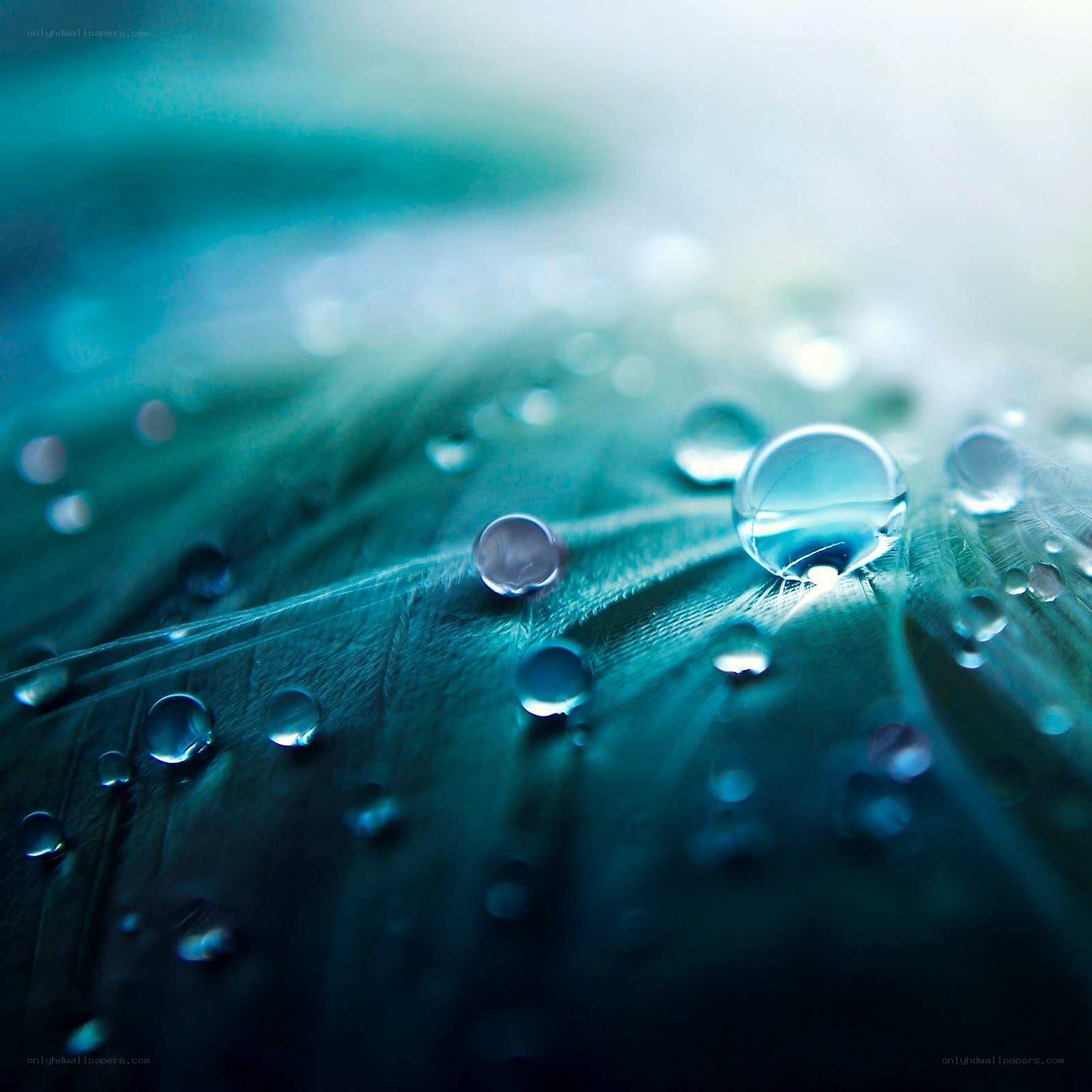 Water droplets on a feather