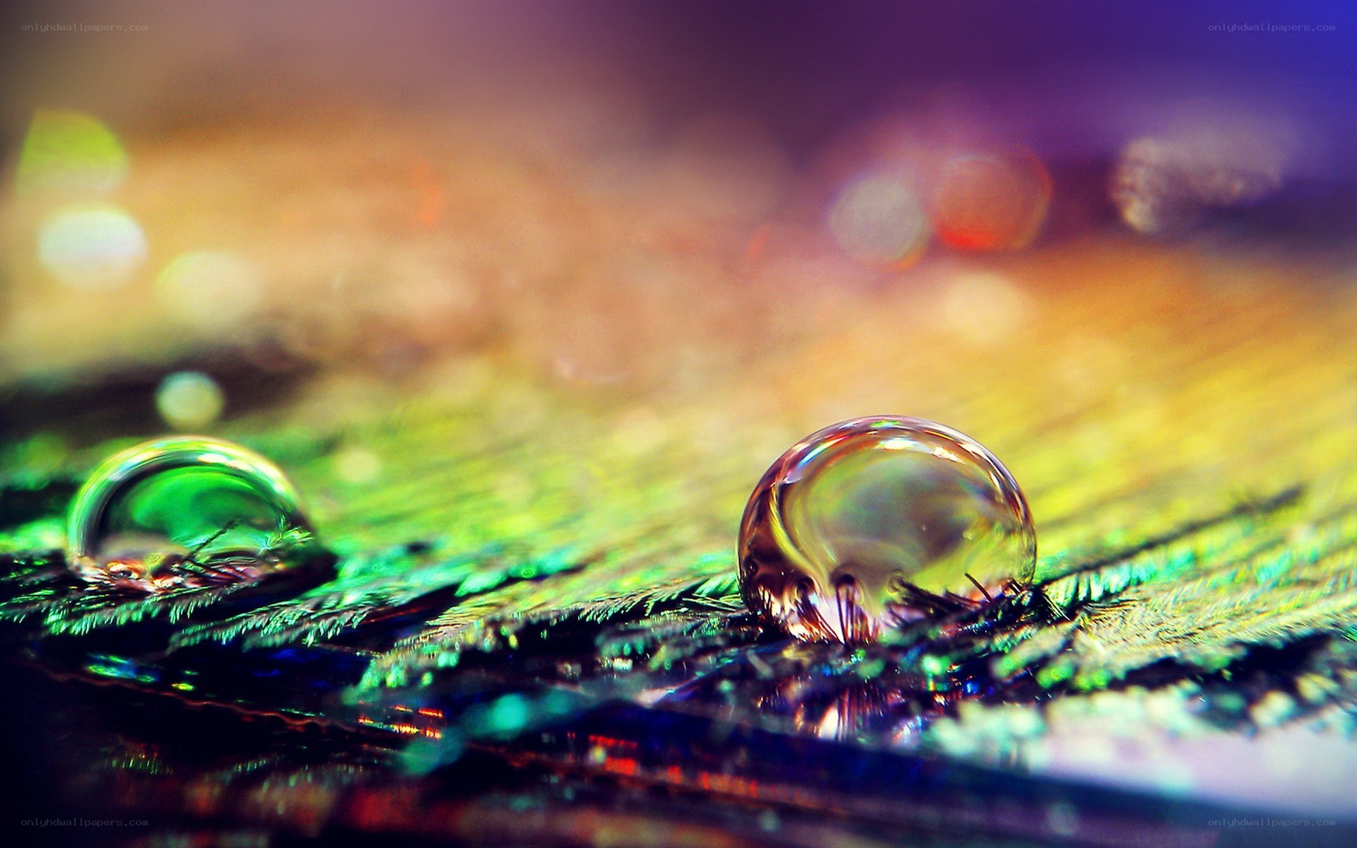 Water droplets on a feather