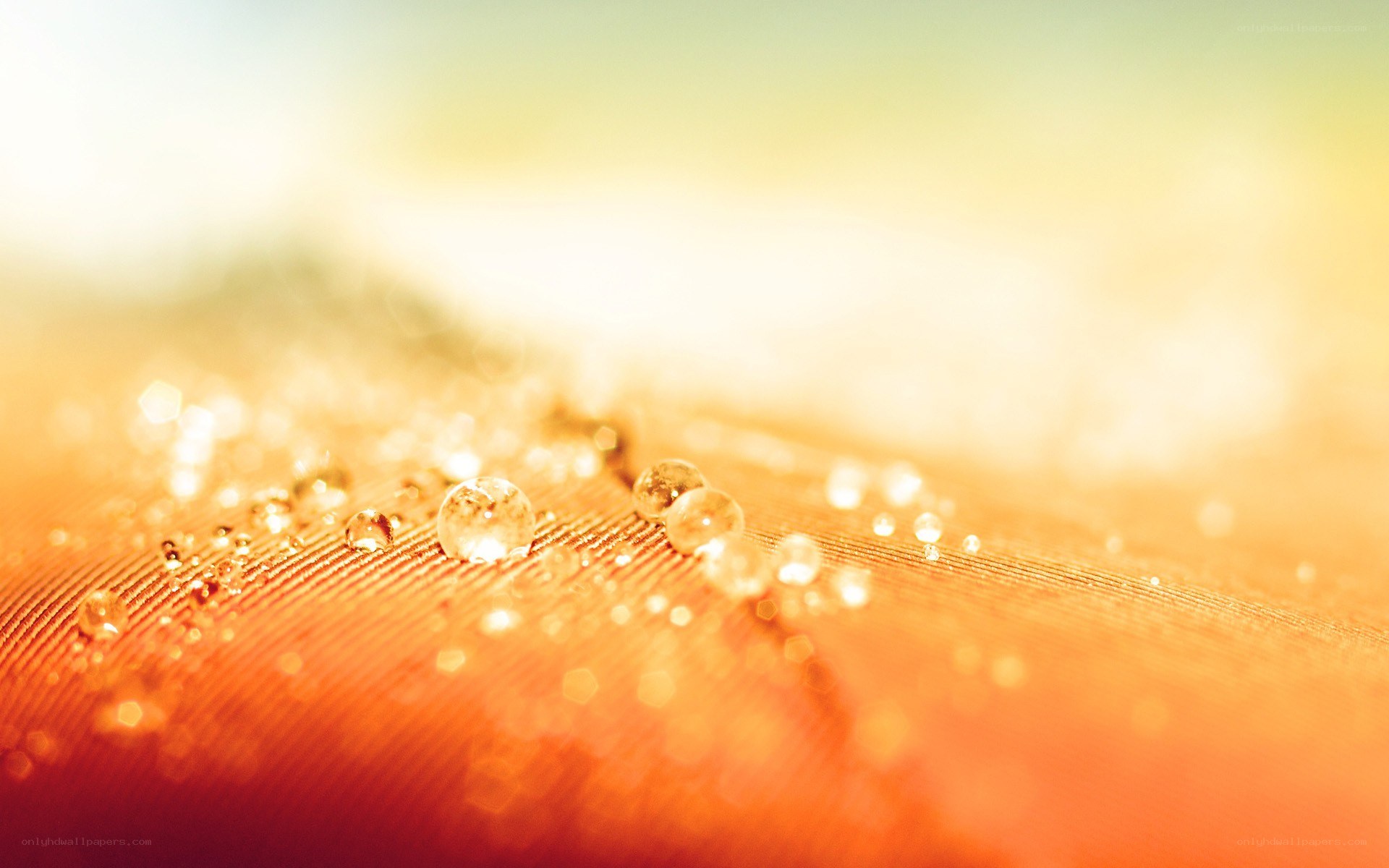 Water droplets on a feather