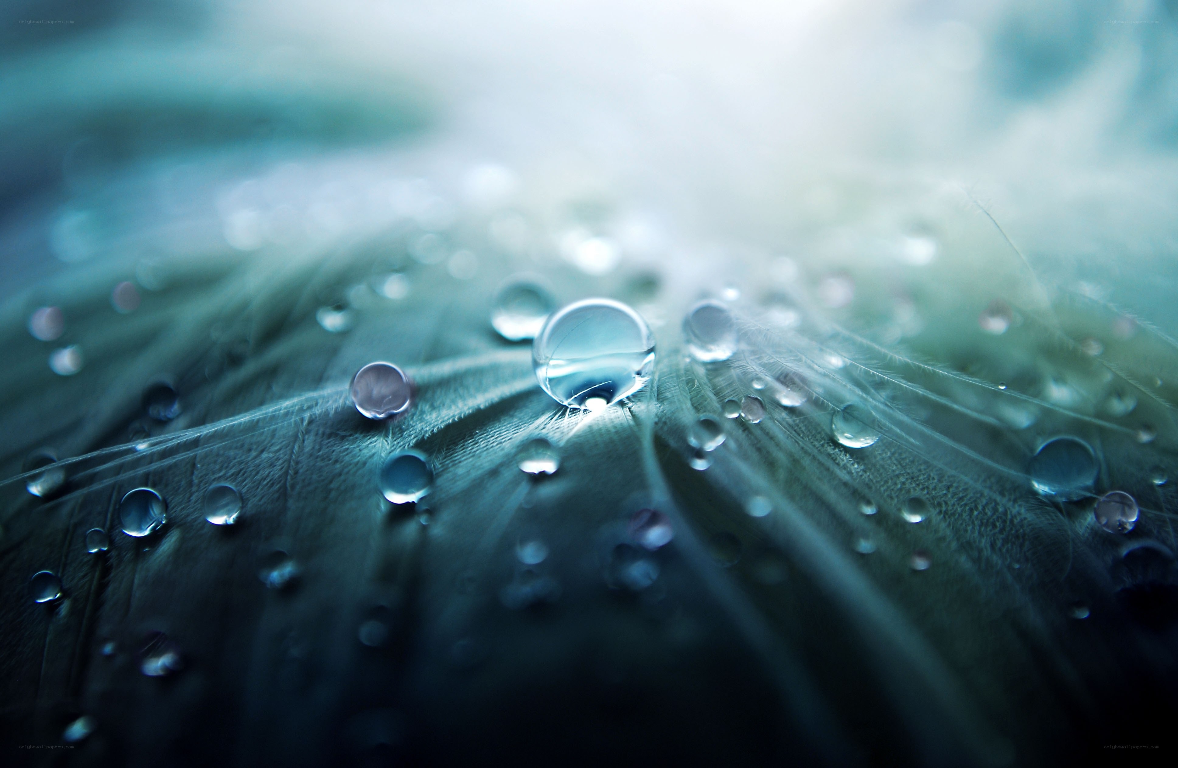 Water droplets on a feather