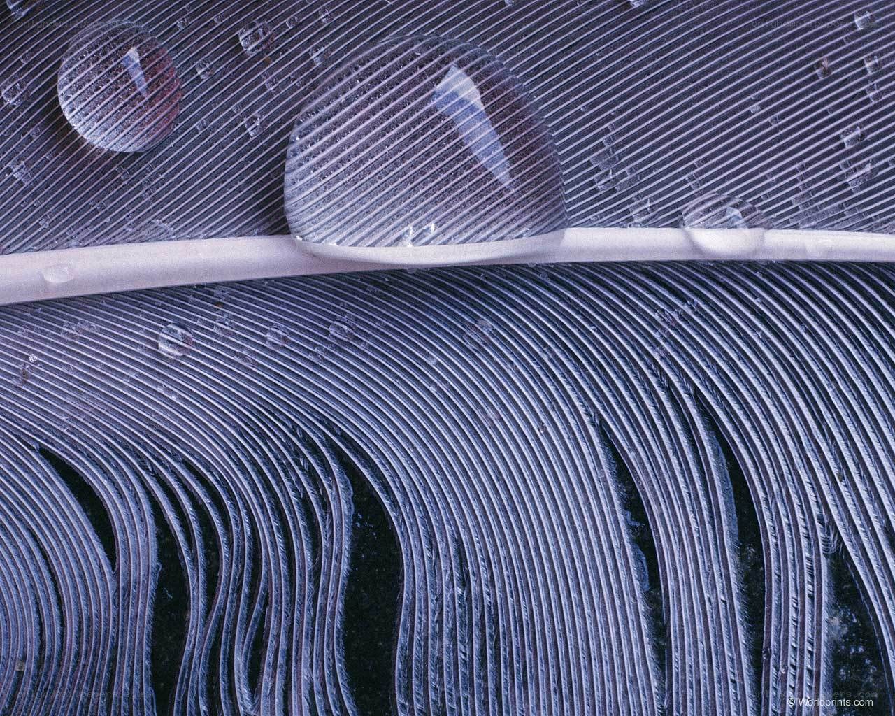 Water droplets on a feather
