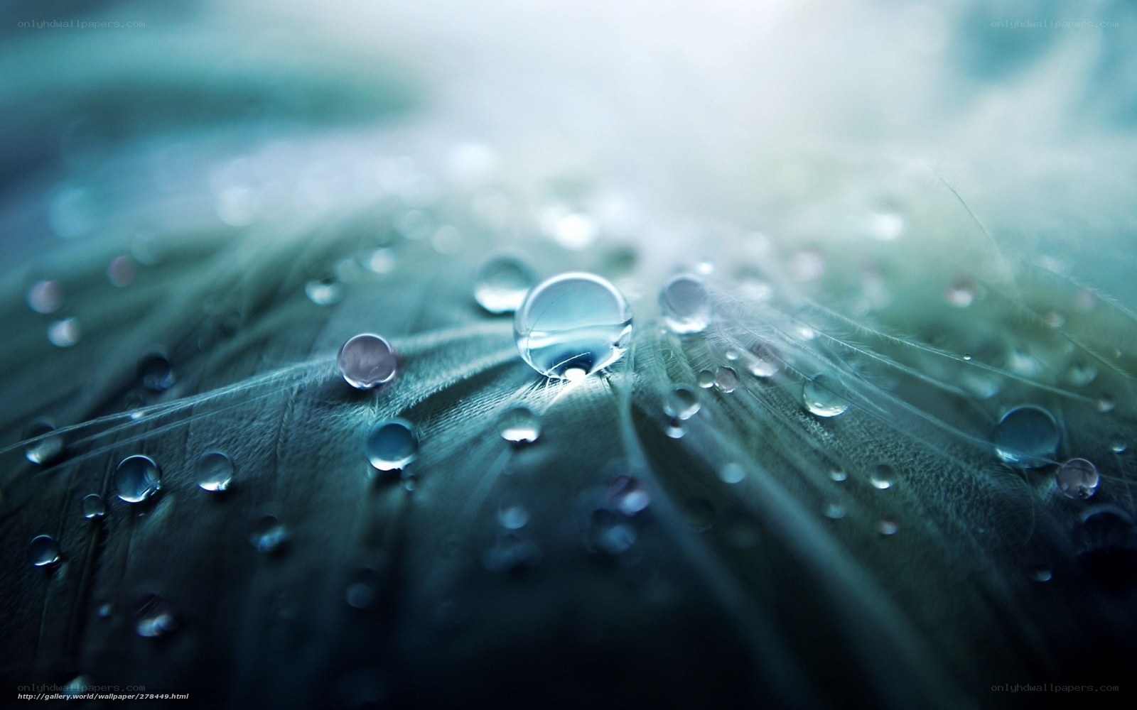 Water droplets on a feather
