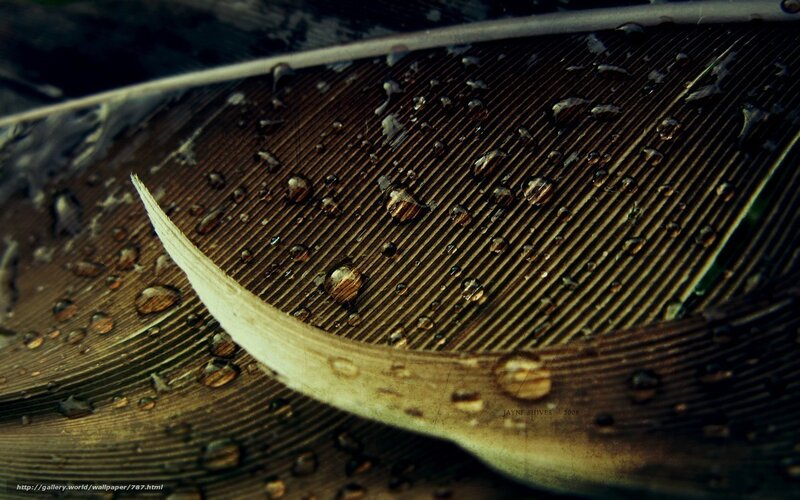Water droplets on a feather