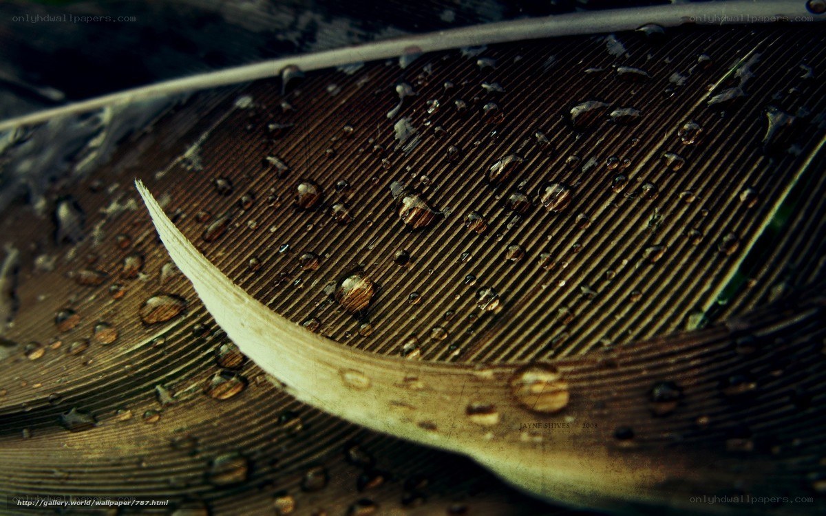Water droplets on a feather