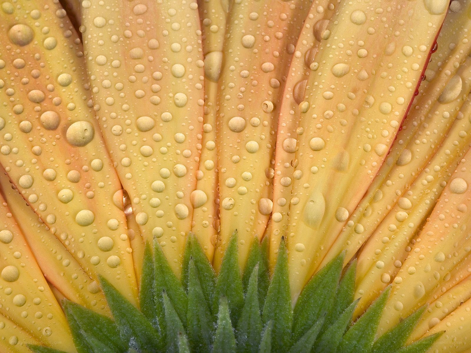 Water droplets on a flower