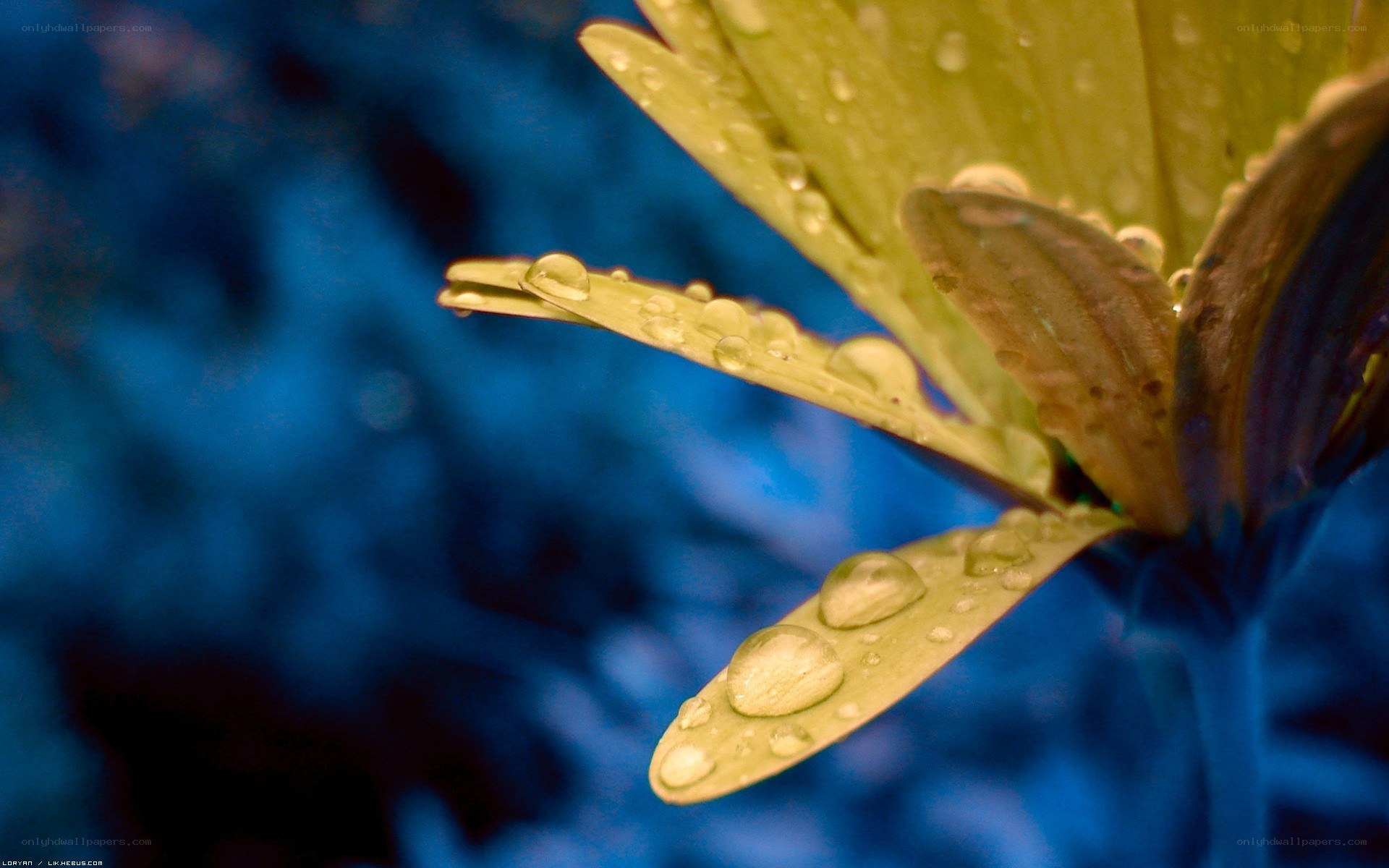 Water droplets on a flower