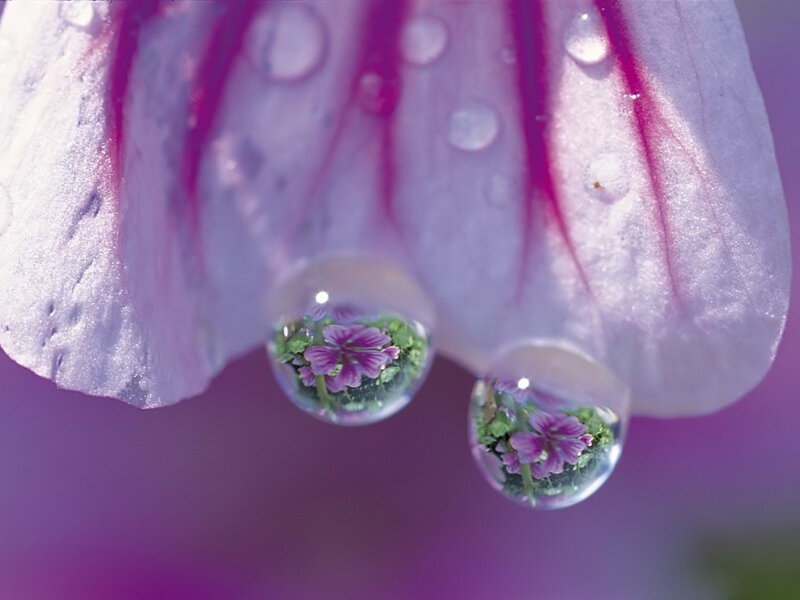Water droplets on a flower