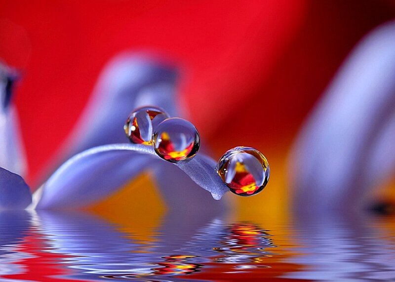 Water droplets on a flower